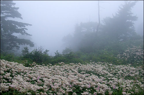 지리산에 자생하고 있는 지리터리풀꽃 모습 